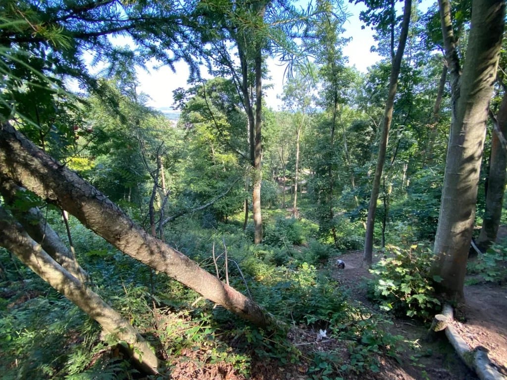 Woodland Guisbrough Woods