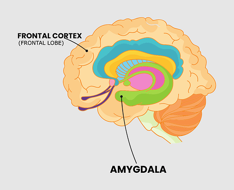 Limbic System Showing Amygdala And Frontal Cortex