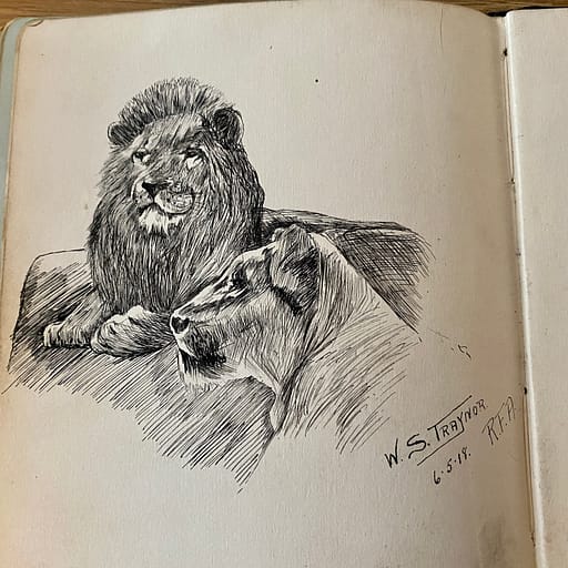 Lions Sketch