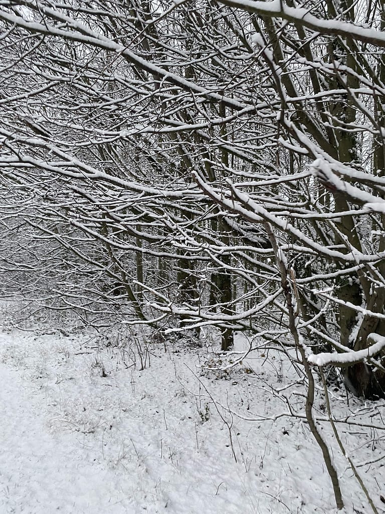Snow covered trees on the dog walk